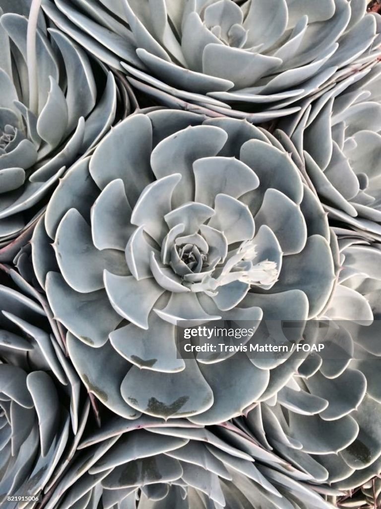 High angle view of succulent plant