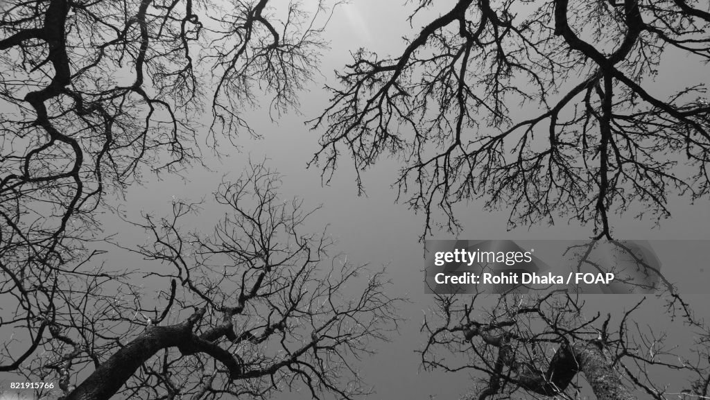 Low angle view of bare trees