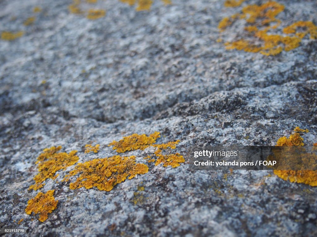 Lichen on rock