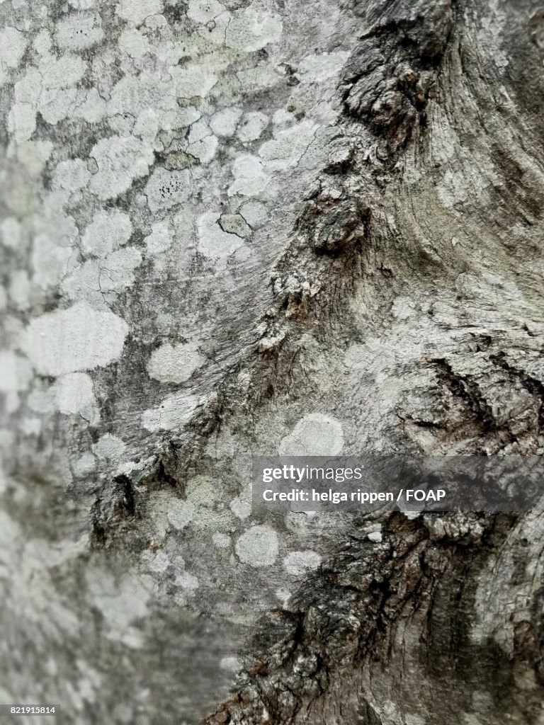 Extreme close-up of tree bark