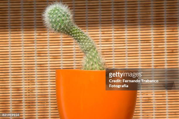 cactus with penis shape - penis humour photos et images de collection