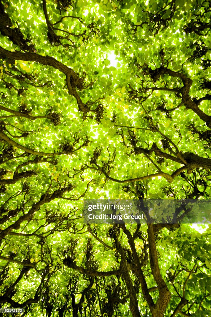 Trees in avenue