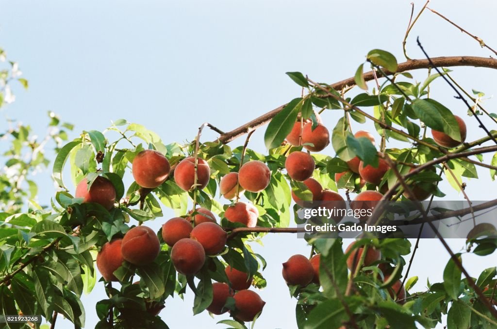 San Ramon Peaches