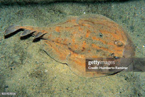 481 Electric Aquarium Stock Photos, High-Res Pictures, and Images ...