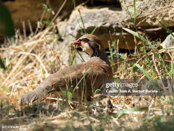 a red-legged partridge (alectoris rufa), in his nest taking care to the chicks newborn children, spain - monogamous animal behavior stock pictures, royalty-free photos & images