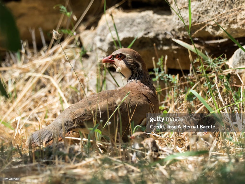 A red-legged partridge (Alectoris rufa), In his nest taking care to the chicks newborn children, Spain