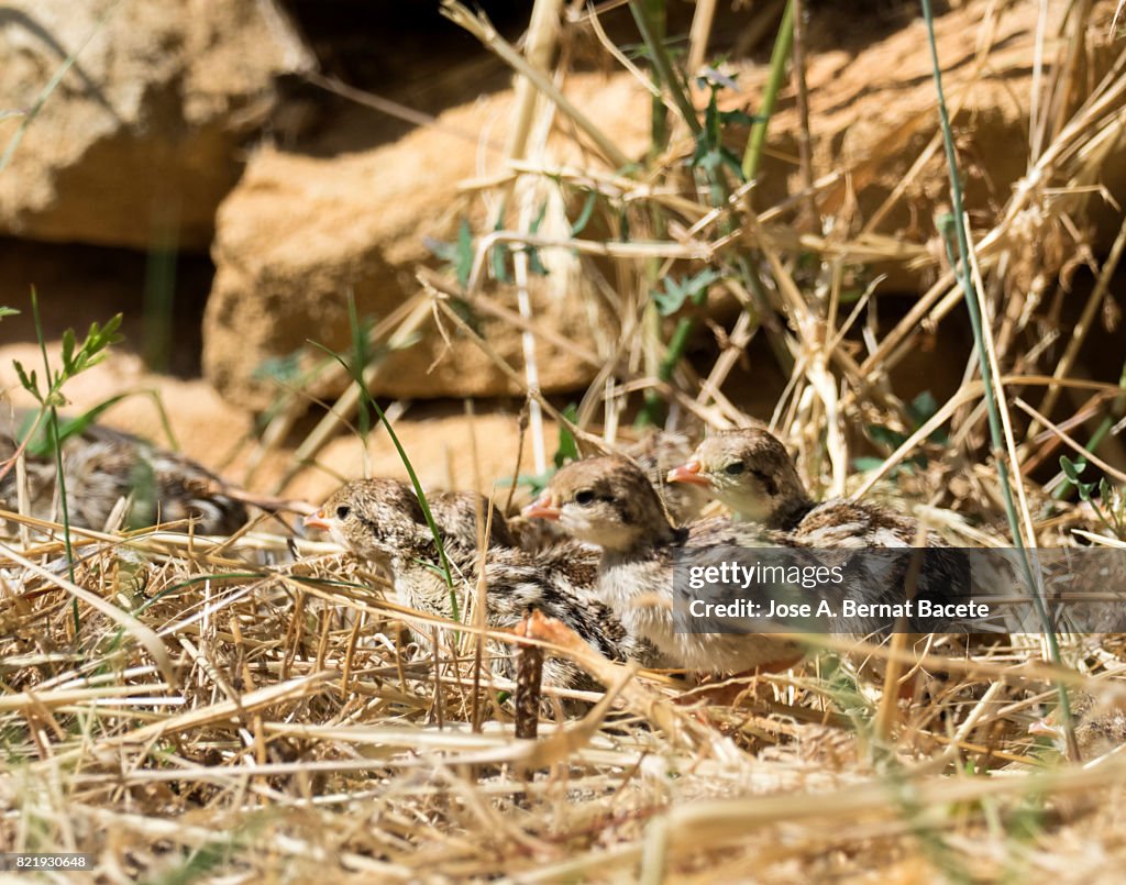 A red-legged partridges (Alectoris rufa),  chicks in their nest in the newborn field, Spain