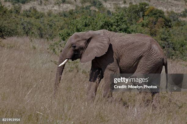 elephant in the grass-pilanesberg np - bosveld van zuidelijk afrika stockfoto's en -beelden