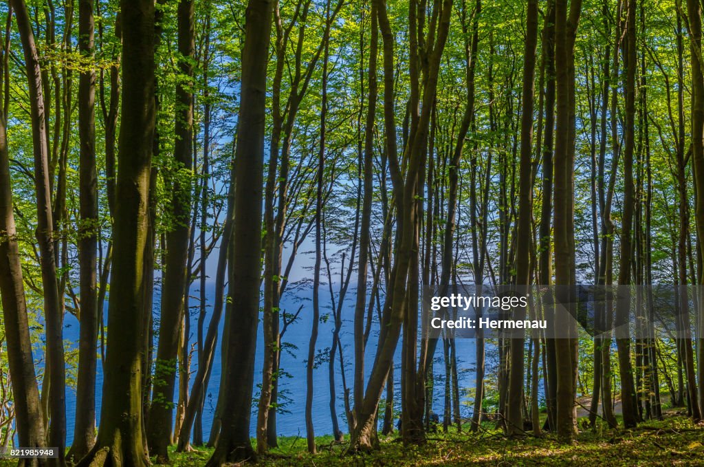 Beech forest at the sea