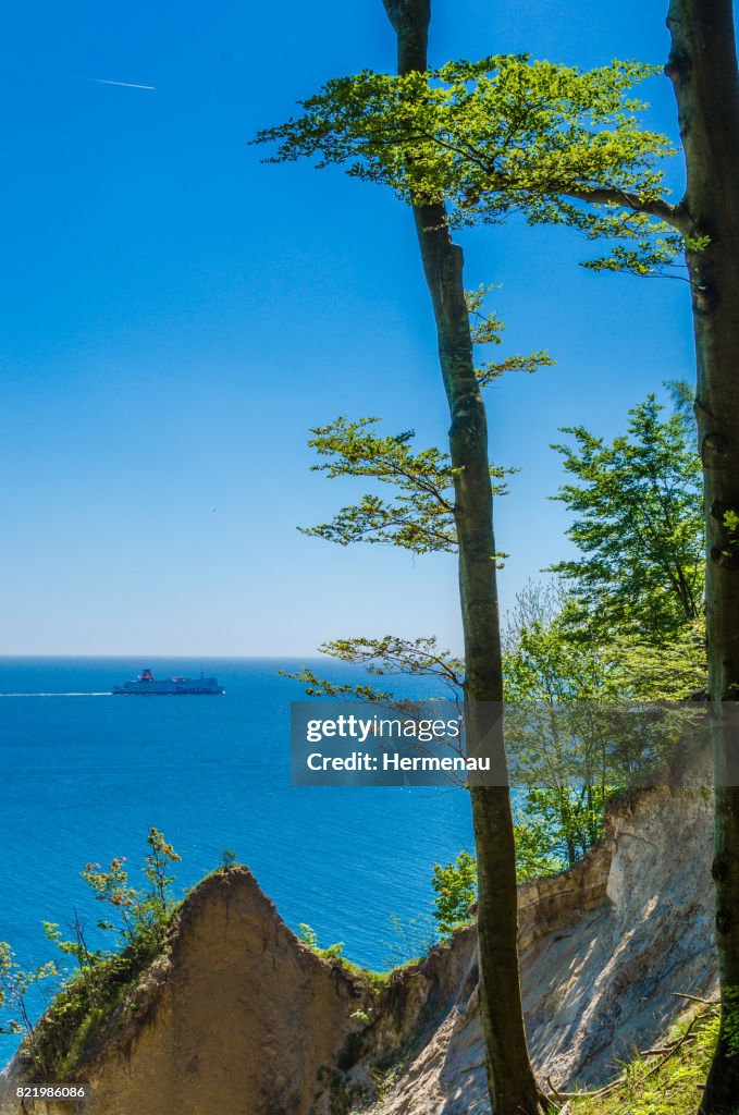 Beech forest at the sea