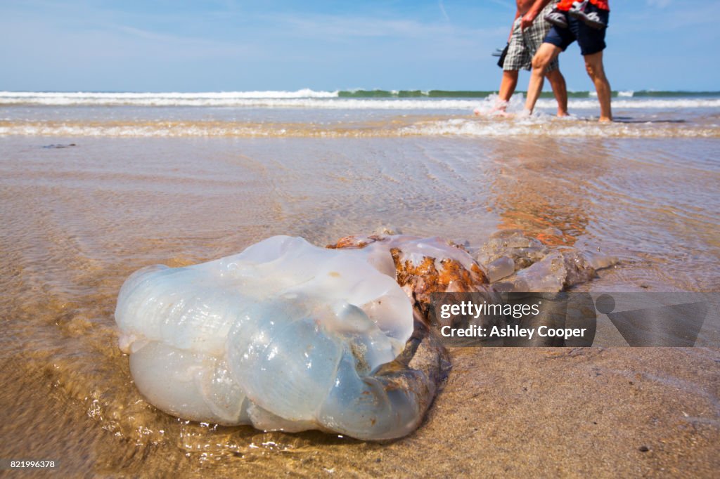 A large Jellyfish washed up on Newgale Sands in Pembrokeshire, Wales, UK.