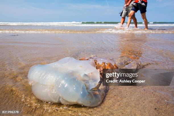 a large jellyfish washed up on newgale sands in pembrokeshire, wales, uk. - jellyfish - fotografias e filmes do acervo