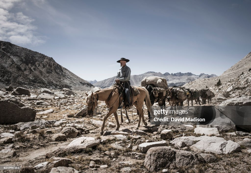 Cowboy leading mule train on the John Muir Trail