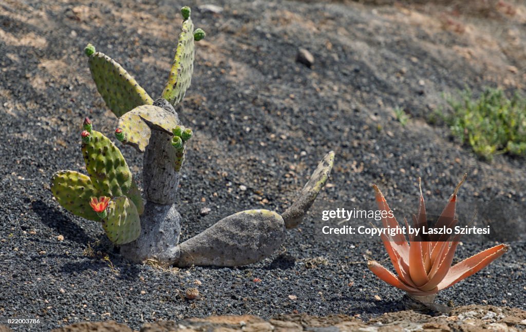 Cactus in Lanzarote