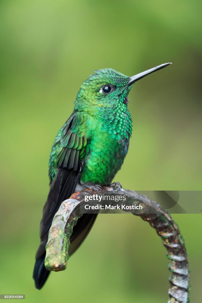 Green-crowned brilliant Hummingbird perched