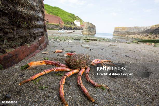 a spider crab washed ashore in porthgain harbour, pembrokeshire, wales, uk. - spider crab ストックフォトと画像