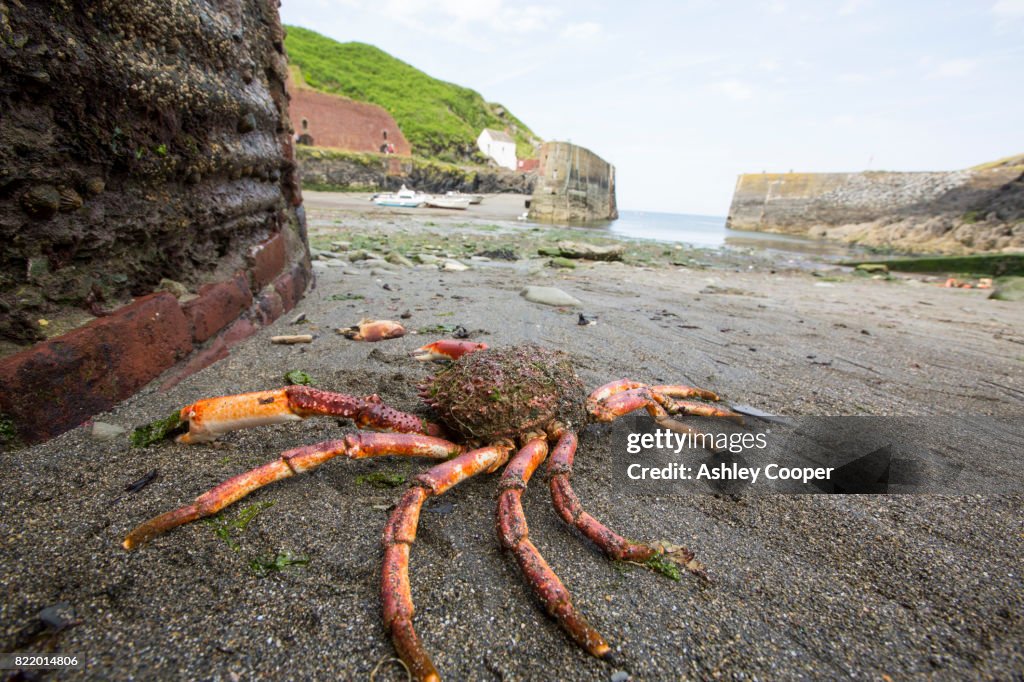A spider Crab washed ashore in Porthgain harbour, Pembrokeshire, Wales, UK.