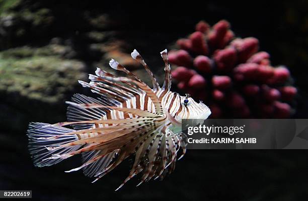 Lionfish swims in a display tank in the aquarium on the United Arab Emirate of Sharjah on August 6, 2008. The new state-of-the-art indoor aquarium in...