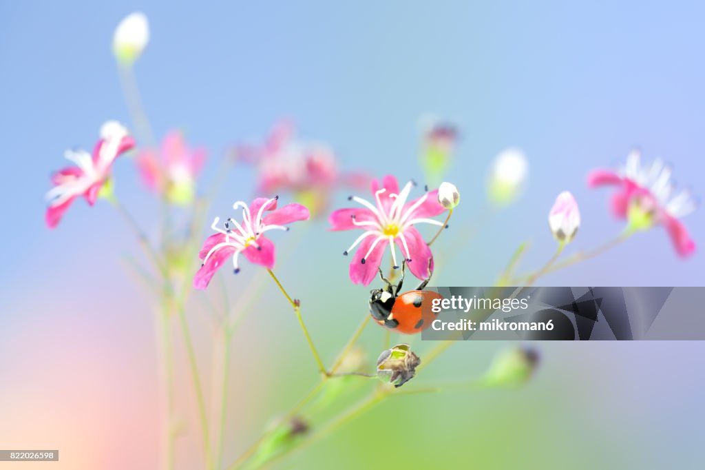 Ladybird on pink flowers