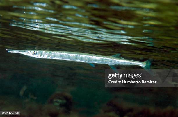 flat needlefish. - aguja imperial fotografías e imágenes de stock