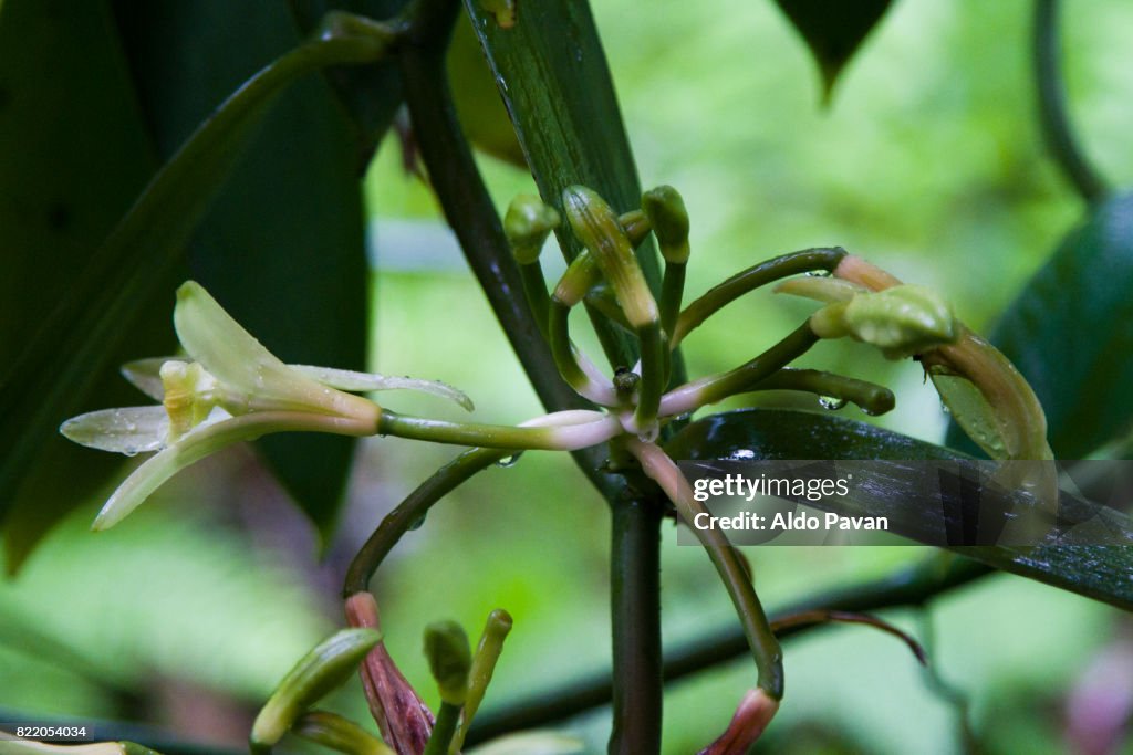 La Réunion, vanilla