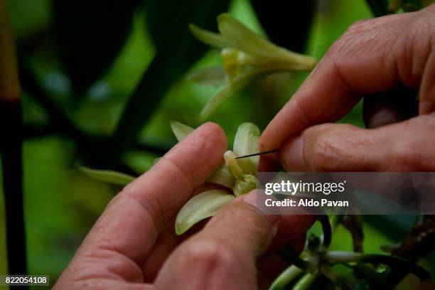 la réunion, vanilla - polinización fotografías e imágenes de stock