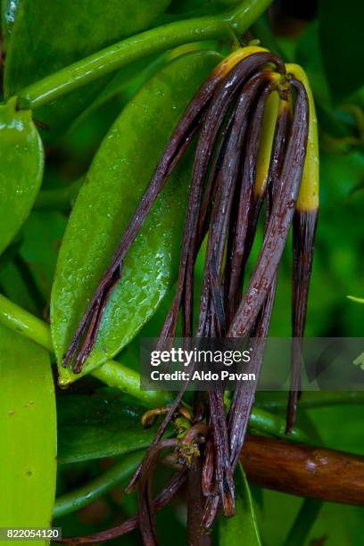 la réunion, vanilla - vanille stock-fotos und bilder