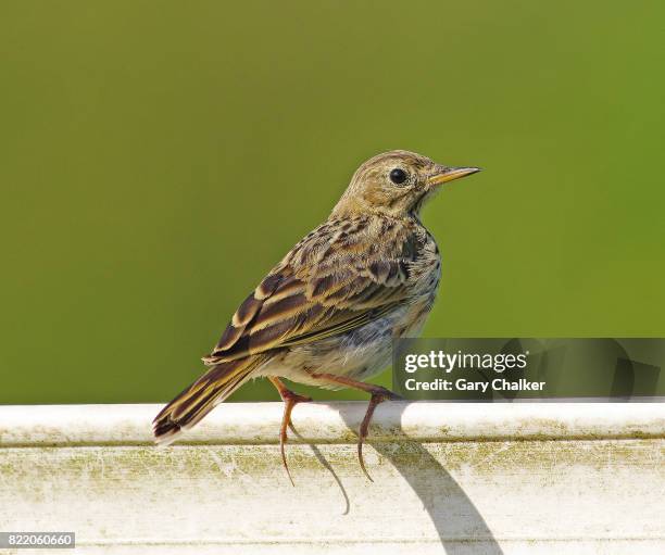 Meadow Pipit Anthus Pratensis High-Res Stock Photo