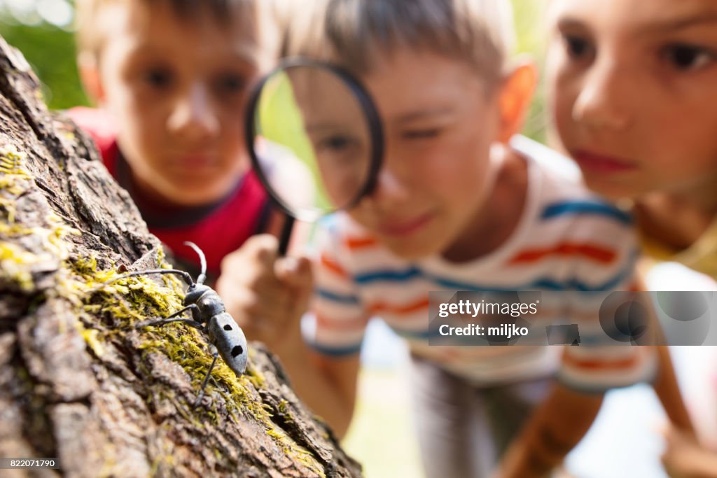 Pequenos exploradores da natureza