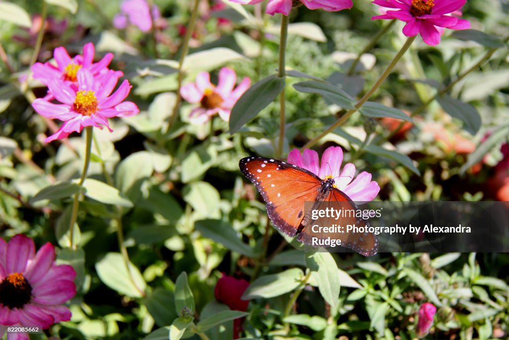 Queen butterfly.