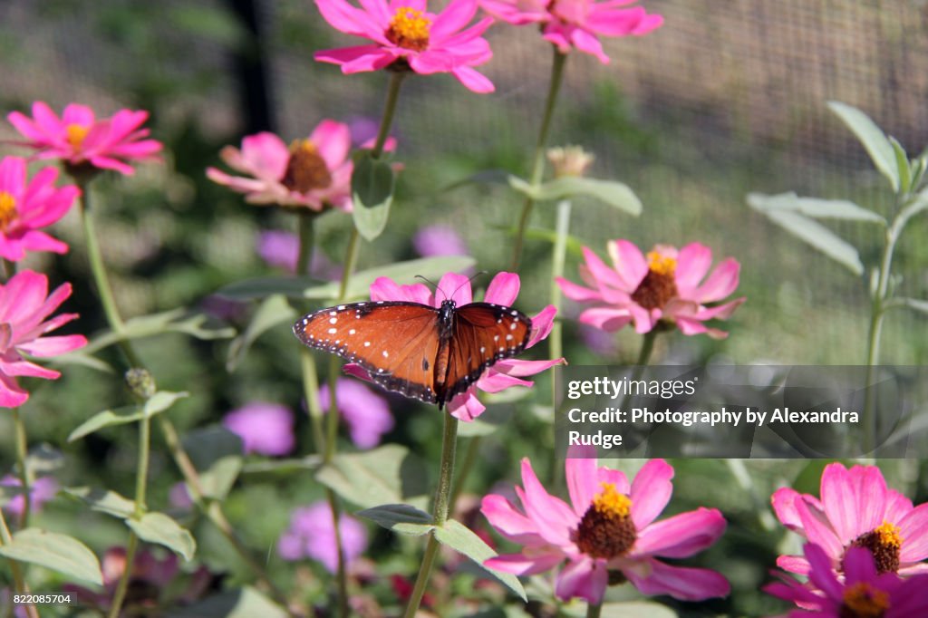 Queen butterfly.