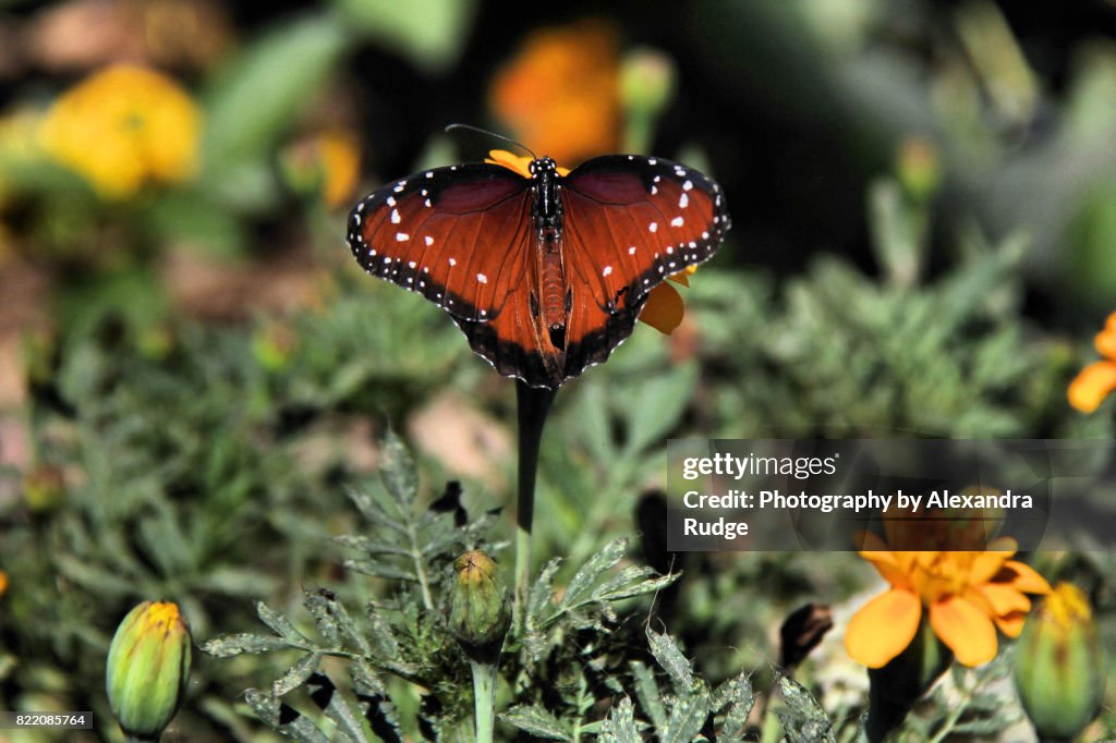 Queen butterfly.