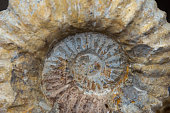 ammonite fossil, morocco