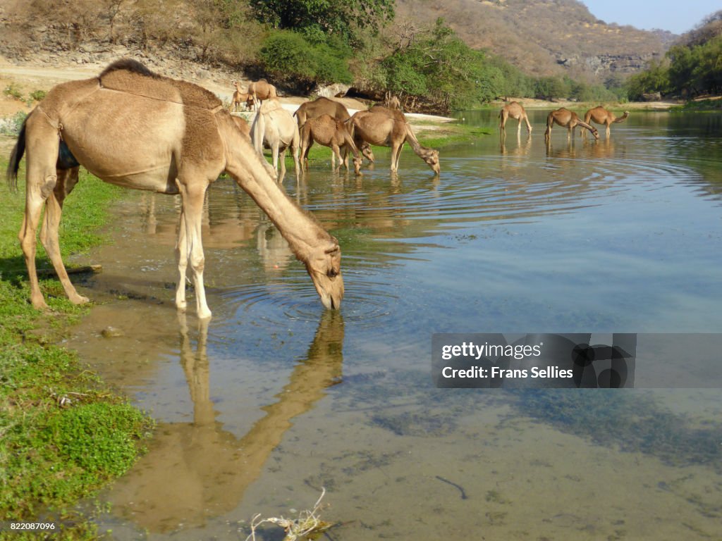 Camels drinking in Wadi Darbat river, Oman