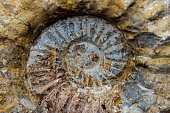 ammonite fossil, morocco