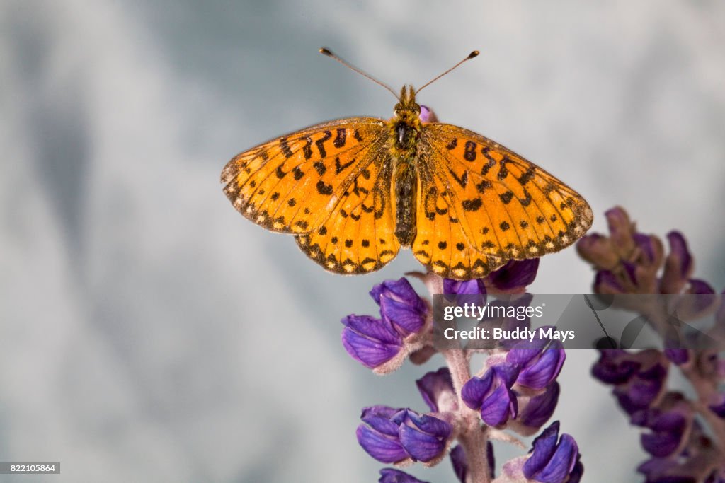 Atlantis Fritillary butterfly