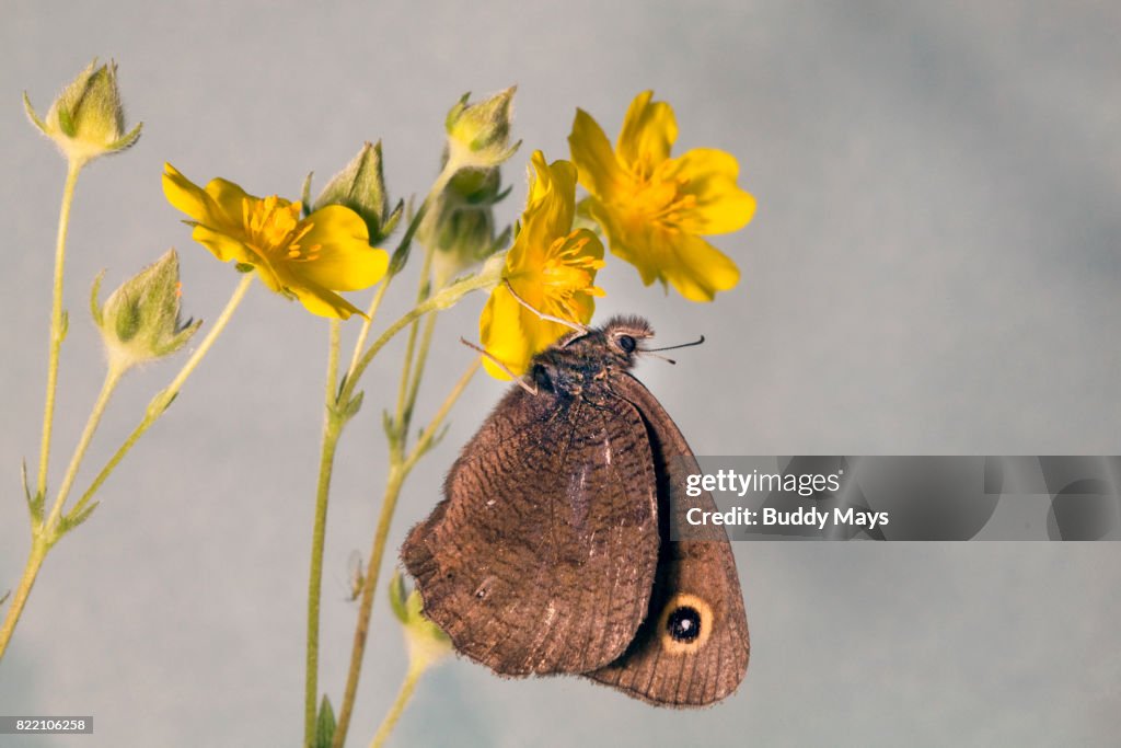 Wood Nymph Butterfly