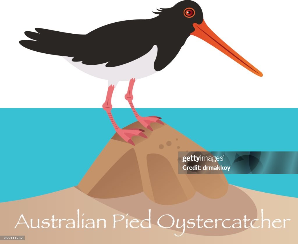 Australische bonte scholekster
