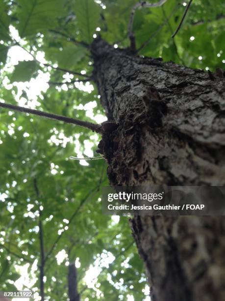 Low Rise Tree Trunk 916 Tree Trunk Low Close Up Stock Photos, High-Res Pictures, and Images ...