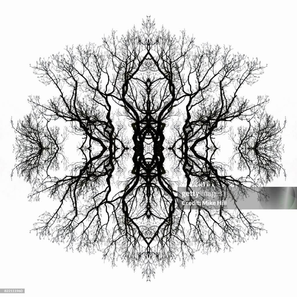 Kaleidoscopic Image of Winter Tree branches