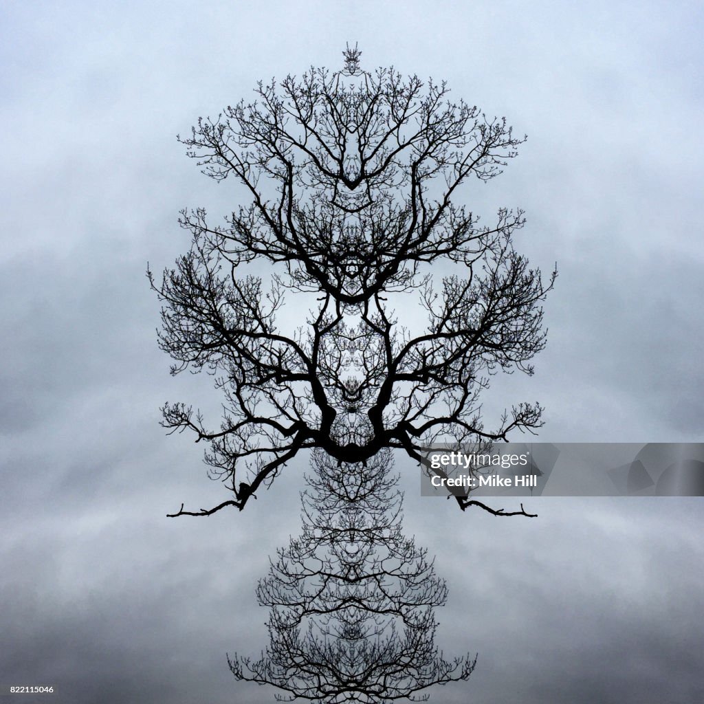 Kaleidoscopic Image of Winter Tree branches