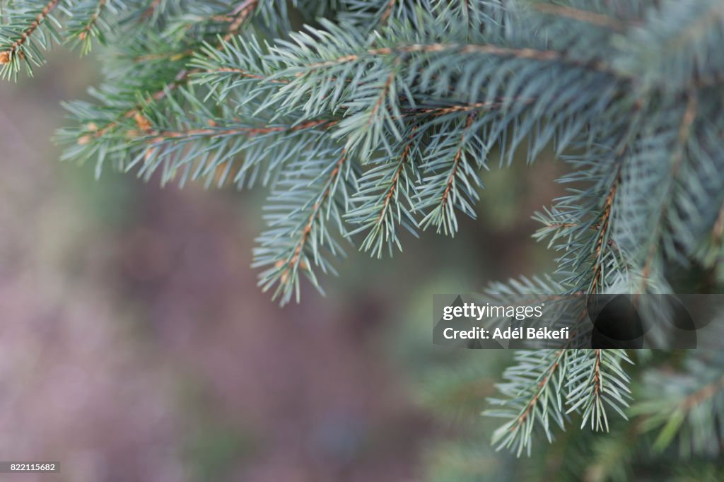 Close-Up Of Pine Tree