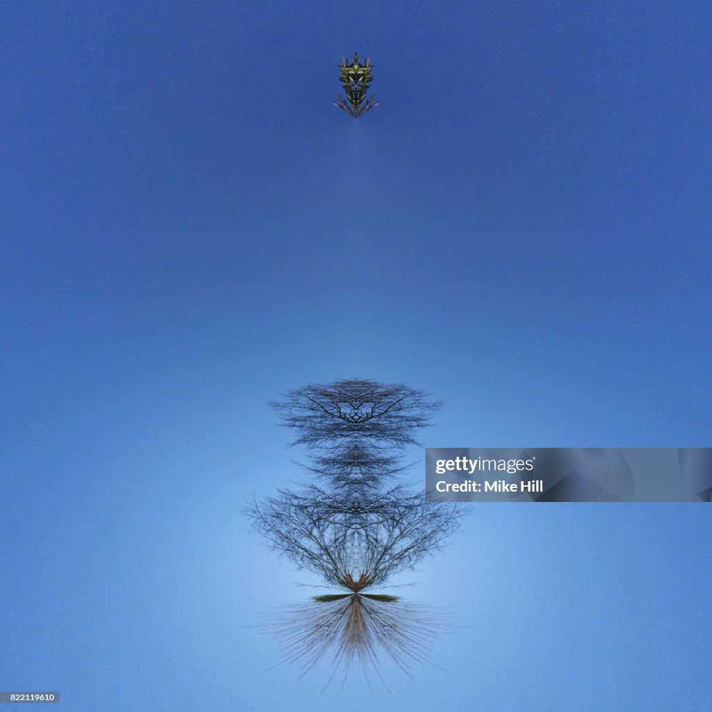 Kaleidoscopic Image of Winter Tree branches