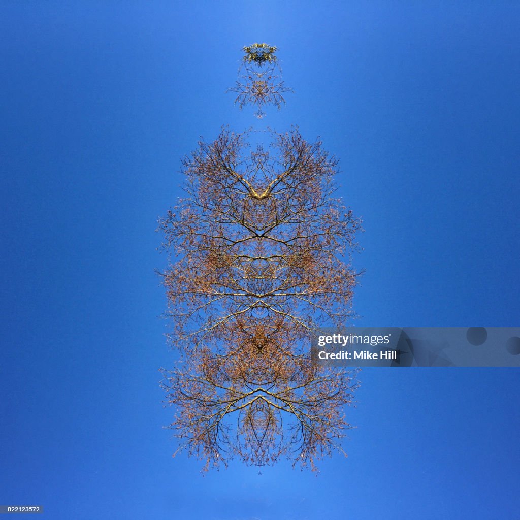 Kaleidoscopic Image of Winter Tree branches