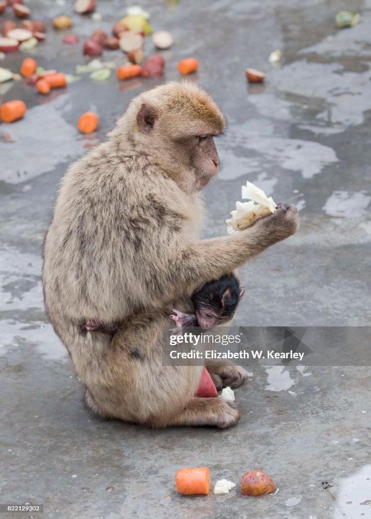 Barbary Macaque