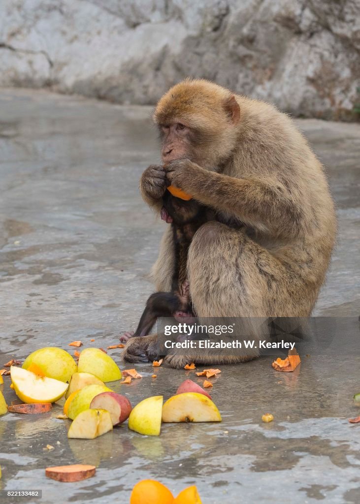 Barbary Macaque Eating