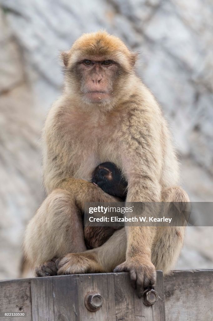 Barbary Macaque with Baby