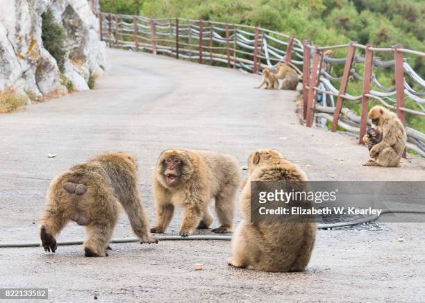 angry barbary macaques - macaque fight stock-fotos und bilder