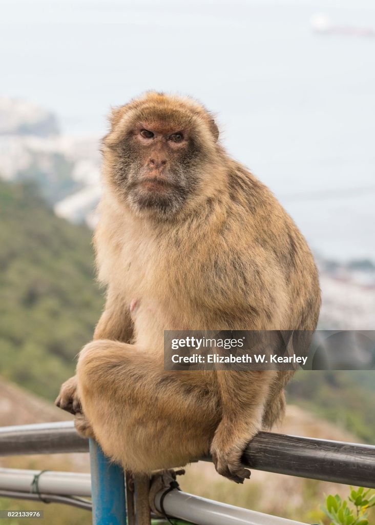 Barbary Macaque