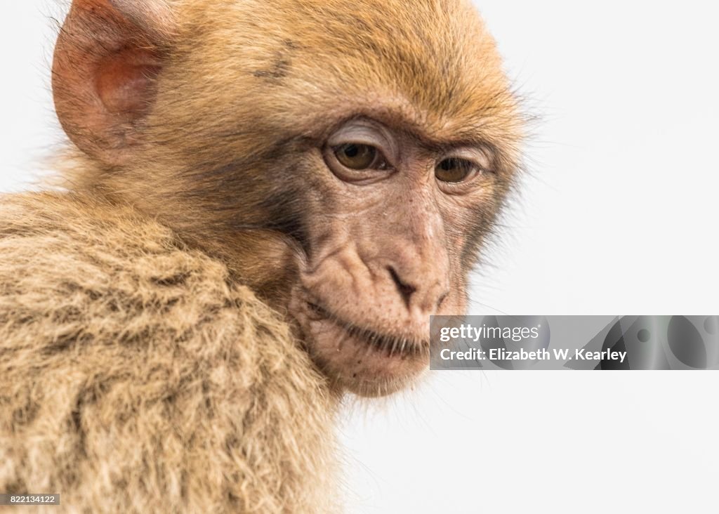 Barbary Macaque